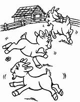 Coloring Goats Pasture Domestic Farm Cabras sketch template
