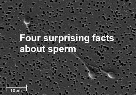 Sex270 On Twitter Discover Four Surprising Facts About Sperm At