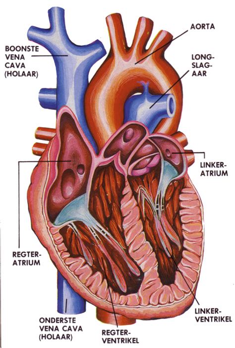 heart human clipartsco