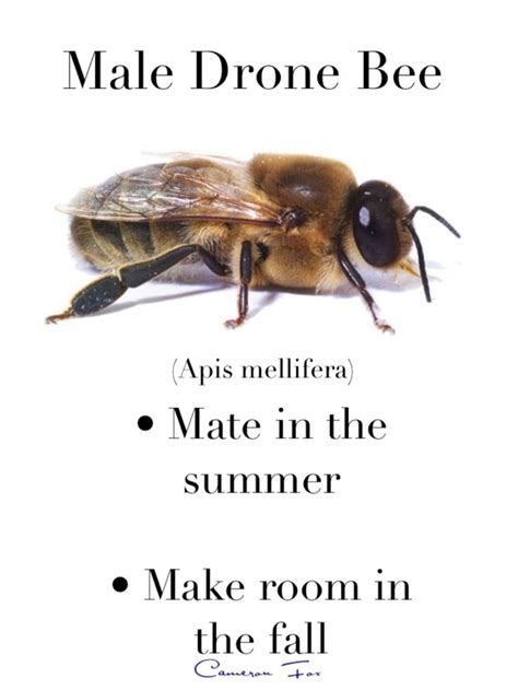 male drone bees       important     hive social structures