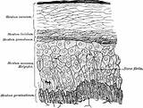 Epidermis Section Etc Clipart Small Usf Edu sketch template