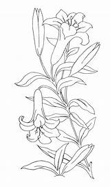 Coloring Lilies Pages Flower Rose sketch template