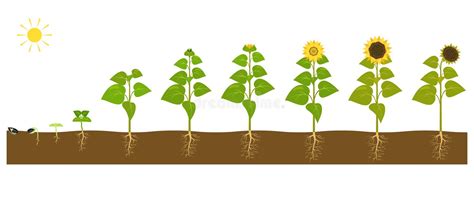 The Process Of Sunflower Growth Staps Of Plants Growing