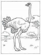 Ostrich Coloringgames sketch template