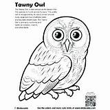 Coloring Pages Owl Realistic Woods Bird Getcolorings Wood Birds Barn sketch template