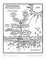 Coloring Photosynthesis First Grade Pages Getcolorings sketch template