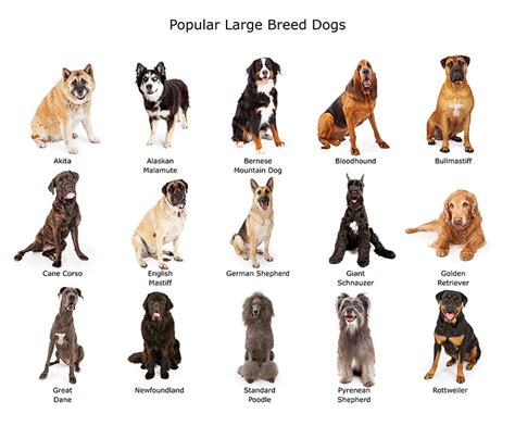 large dog breeds choosing   dog   dogs guide omlet  big dog breeds