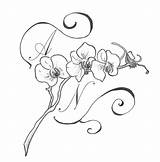 Orchid Outline Tattoo Drawing Cattleya Orchids Flower Line Tattoos Designs Sketch Orchidee Coloring Clipart Hand Branch Deviantart Pattern Askideas Polaris sketch template