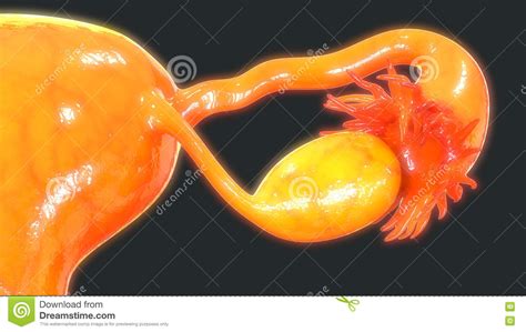 anatomy female reproductive system cross section stock image
