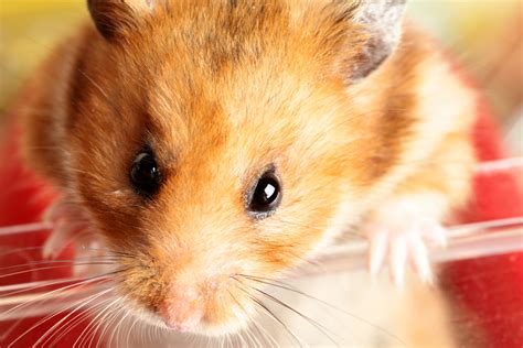 hong kong officials   track  dutch hamsters  covid dutchnewsnl