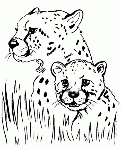 cute baby cheetah coloring pages mc