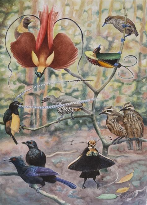 An Unexpectedly Long History Of Sexual Selection In Birds Of Paradise
