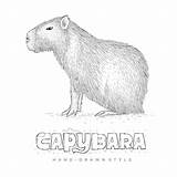 Capybara Vector Illustration Animal Premium Drawn Hand Save sketch template