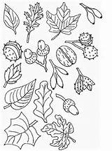 Herbst Feuille Malvorlagen Kleurplaat Automne Eikels Kastanjes Blaadjes Bomen Dessins Ausmalen Feuilles Coloriages Noix Glands Ausdrucken Coloring Malvorlage sketch template