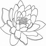 Flower Drawing Lotus Chrysanthemum Simple Tattoo Outline Line Drawings Flowers Outlines Lily Designs Water Deviantart Clipart Cliparts Easy Stencil Coloring sketch template