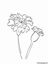 Marigold Flowers Coloring 1coloring sketch template
