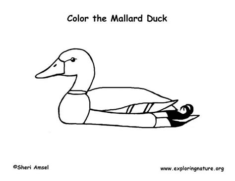 mallard duck coloring pages sketch coloring page