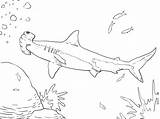 Shark Coloring Hammerhead Pages Megalodon Great Color Printable Fish Print Lovers sketch template