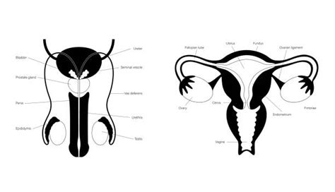 Epididymis Illustrations Royalty Free Vector Graphics And Clip Art Istock