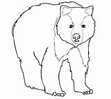 Bear Grizzly Coloring Pages Young Bears Face Drawing Template Color Side Polar Supercoloring Printable sketch template
