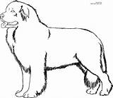 Newfoundland Coloring Pages Dog Getdrawings sketch template