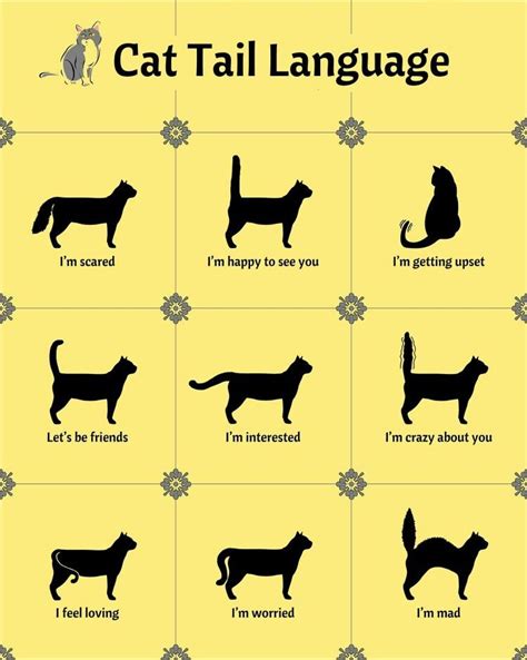 pin by sherry l beckwith on all about cats cat tail language cat