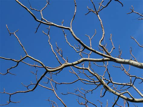 great tree branches  pexels  stock