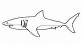 Shark Coloring Great Pages Tattoo Small Drawing Printable Color Kids Sharks Tattoos Colorings Lucy Book Dot Board Choose sketch template