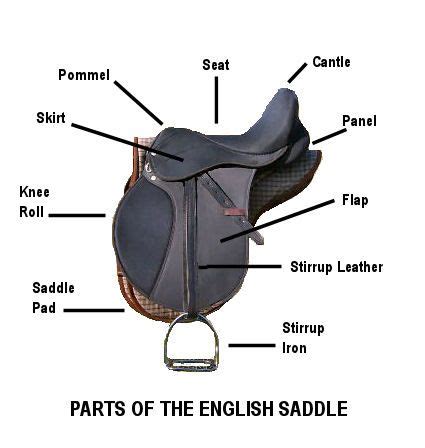 parts   english saddle royal grove stables blog saddle fitting   fit  english