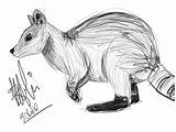 Wallaby Rock Coloring Designlooter 86kb 605px Drawings sketch template