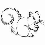 Squirrel Coloring Pages Printable Grey Color Squirrels Clipart Kids Busy Momjunction Online Am Drawing Sheets Interesting Keep Child Clipground Categories sketch template