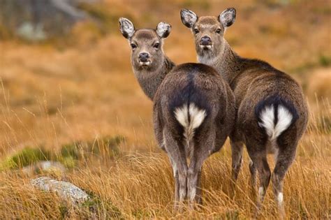 sex crazed wild deer causing havoc for irish farmers who want to shoot them on sight irish