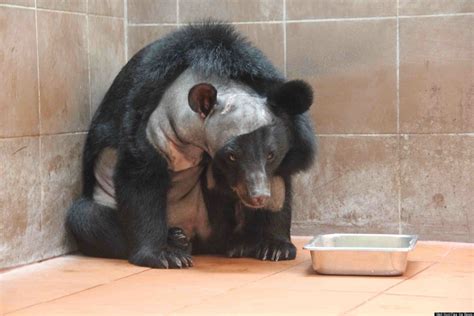 bear brain surgery first ever cranial procedure performed on asiatic