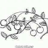 Cranberries sketch template