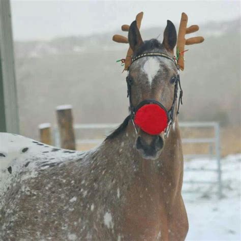 dresses   horse  christmas horses animals equines