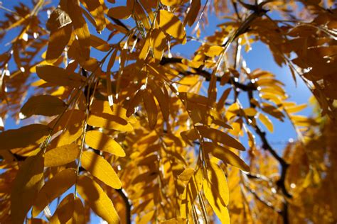 yellow fall locust leaves close up texture picture free