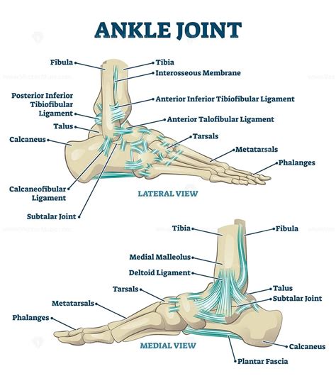 ankle joint vector illustration vectormine
