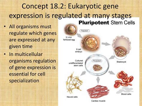 ppt regulation of eukaryotic gene expression powerpoint presentation