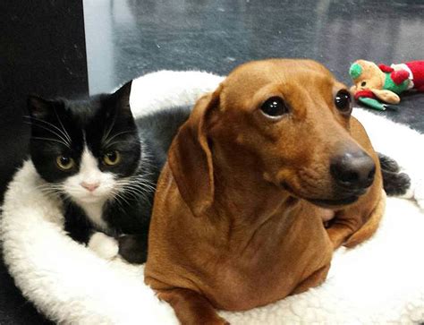 the story of idgie and ruth dachshund protects his friend a paralyzed cat