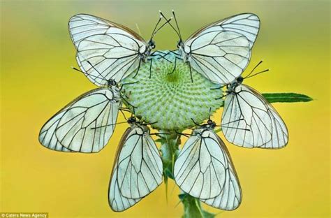 beautiful butterflies forming petals shape  flower