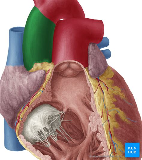 aorta anatomie aufbau aeste histologie embryologie kenhub