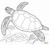 Coloring Pages Turtle Sea Baby Printable Getcolorings Print Kids Color sketch template