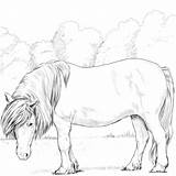 Coloring Pony Shetland Pages Horse Printable Horses Print Categories sketch template