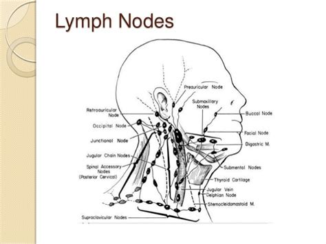 Lymph Nodes Location Driverlayer Search Engine