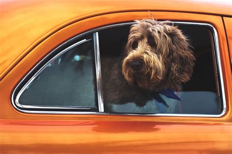 safely  car rides   dog automotive news