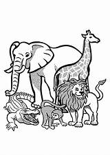 Kleurplaat Selvatici Tiere Elefante Malvorlage Wildnis Libertad Malvorlagen Djur Feroci Afrika Kleurplaten Stampare Tekeningen Printen Educolor sketch template