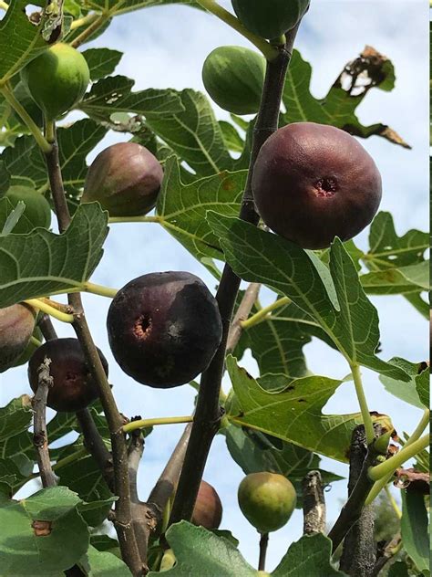 feigenbaum osborne prolific luberade