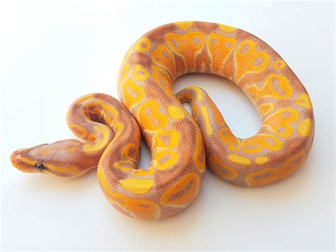 Coral Glow Special Morph List World Of Ball Pythons