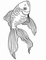 Coloring Fish Goldfish Pages Drawing Kids Realistic Salmon Parrot Clipart Drawings Animal Line Japanese Printactivities Print Coloringhome Beta Tropical Adult sketch template