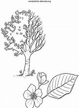 Piante Colorare Disegno Prunus Pruno sketch template